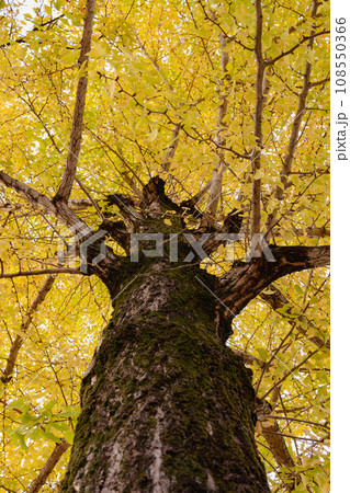黄色くなった秋の銀杏の木 108550366