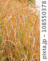 色が変わり始めた秋の雑草 108550378