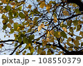 紅葉し始めた秋の樹木の葉 108550379