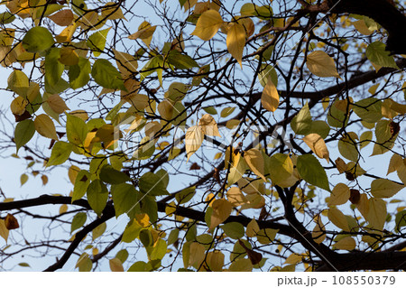 紅葉し始めた秋の樹木の葉 108550379
