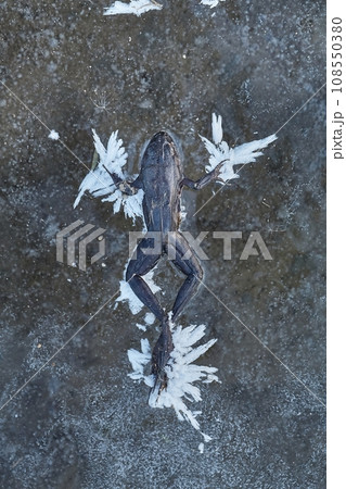 Frozen frog on ice 108550380