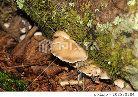 ウスヒラタケ 108550384