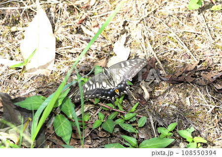 キアゲハ 108550394