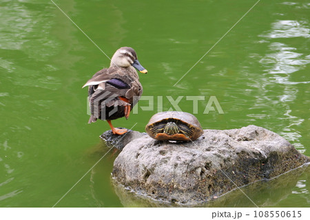 亀戸天神菊まつり　心字池のカモとカメ　東京都江東区亀戸 108550615