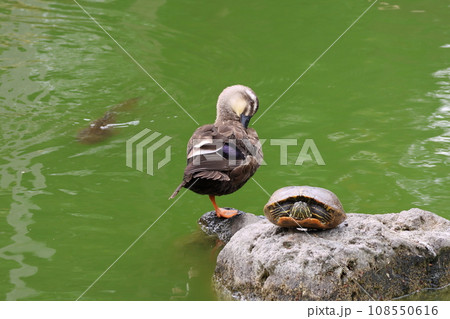 亀戸天神菊まつり　心字池のカモとカメ　東京都江東区亀戸 108550616