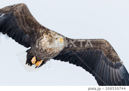 空飛ぶオジロワシ 108550744
