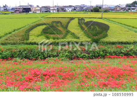 知多半田の矢勝川の彼岸花と田んぼアート（愛知県半田市） 108550995