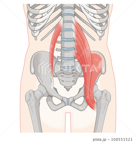 腸腰筋、骨盤周辺の筋肉、大腰筋、小腰筋、腸骨筋、大腿骨、筋肉、股関節、腹、腰、尻、イラスト 108551521