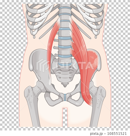 腸腰筋、骨盤周辺の筋肉、大腰筋、小腰筋、腸骨筋、大腿骨、筋肉、股関節、腹、腰、尻、イラスト 108551521
