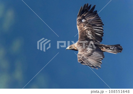 青い山並みをバックに獲物を探して悠然と飛ぶイヌワシ成鳥 青い山並みをバックに獲物を探して悠然と飛ぶイヌワシ成鳥 108551648
