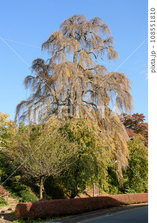 晩秋のシダレカツラ 天然記念物 盛岡市 晩秋のシダレカツラ 天然記念物 盛岡市 108551810