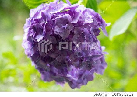紫色の美しい紫陽花 108551818