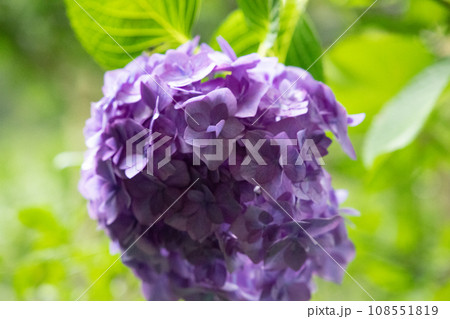太陽光に照らされる紫色の紫陽花 太陽光に照らされる紫色の紫陽花 108551819