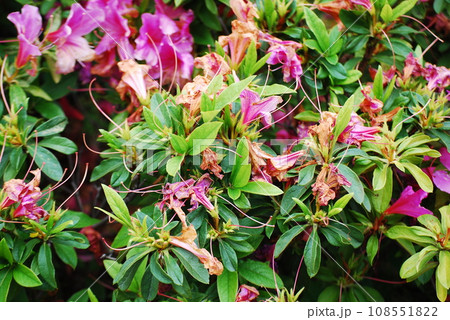 枯れたツツジ 枯れたツツジ 108551822