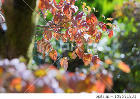 逆光で撮影したハナミズキの紅葉 108551833