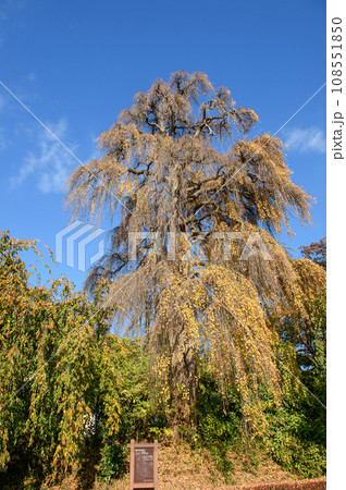 シダレカツラの巨樹晩秋 天然記念物 盛岡市 シダレカツラの巨樹晩秋 天然記念物 盛岡市 108551850
