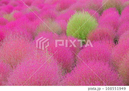 神奈川県松田町　コキアの里 108551949