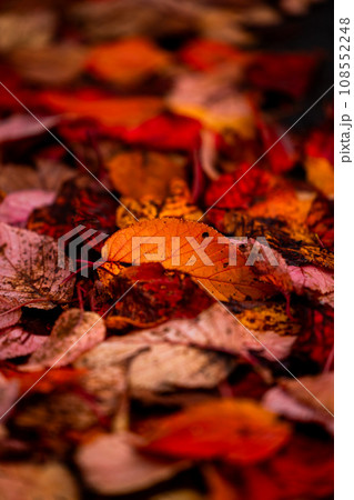 落ち葉 108552248