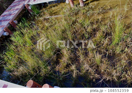 ラムサール条約で保護される宍道湖岸のビオトープ 108552359