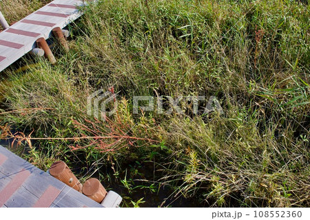 ラムサール条約で保護される宍道湖岸のビオトープ 108552360