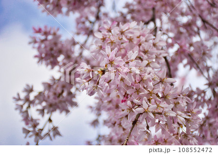 水火天満宮の枝垂れ桜(京都市上京区) 水火天満宮の枝垂れ桜(京都市上京区) 108552472