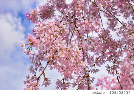 水火天満宮の枝垂れ桜（京都市上京区） 108552554