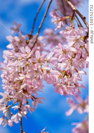 水火天満宮の枝垂れ桜（京都市上京区） 108552732