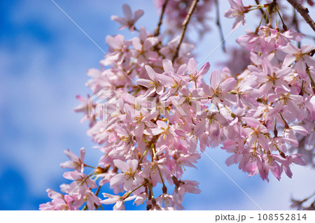 水火天満宮の枝垂れ桜（京都市上京区） 108552814