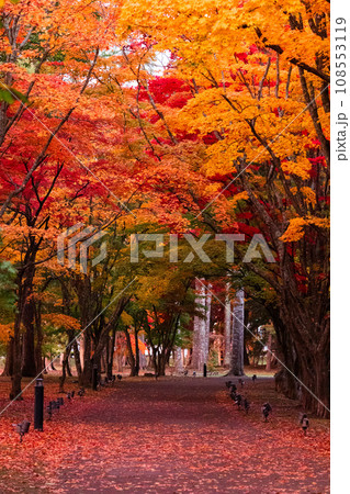 紅葉のある風景 紅葉のある風景 108553119