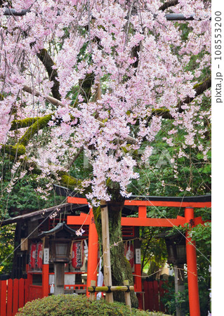 水火天満宮　六玉稲荷大明神と枝垂れ桜（京都市上京区） 108553200