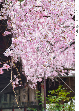 水火天満宮の枝垂れ桜(京都市上京区) 水火天満宮の枝垂れ桜(京都市上京区) 108553202