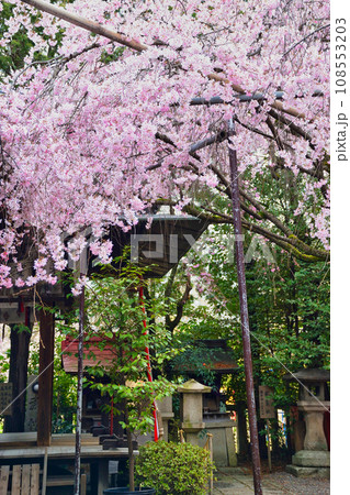 水火天満宮の枝垂れ桜（京都市上京区） 108553203