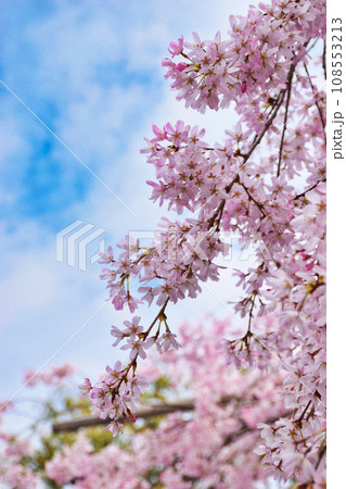 水火天満宮の枝垂れ桜(京都市上京区) 水火天満宮の枝垂れ桜(京都市上京区) 108553213