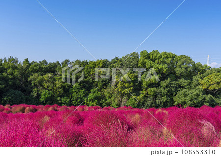 万博公園 真っ赤に紅葉するコキア 万博公園 真っ赤に紅葉するコキア 108553310