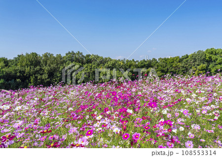 万博公園　青空に映える満開のコスモス 108553314