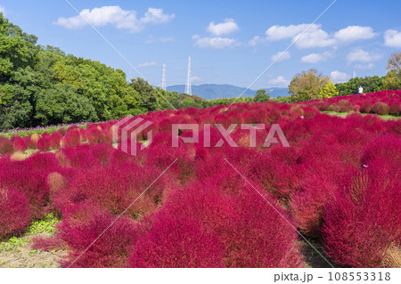万博公園　真っ赤に紅葉するコキア 108553318