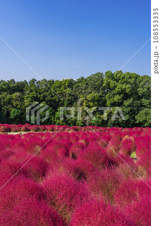 万博公園 真っ赤に紅葉するコキア 万博公園 真っ赤に紅葉するコキア 108553335