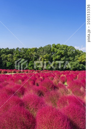 万博公園　真っ赤に紅葉するコキア 108553336