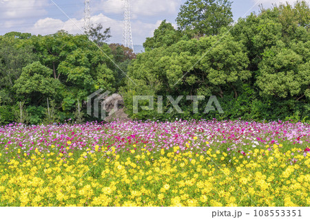 万博公園 青空に映える満開のコスモス 万博公園 青空に映える満開のコスモス 108553351