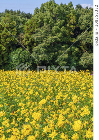 万博公園 青空に映える満開のコスモス 万博公園 青空に映える満開のコスモス 108553352