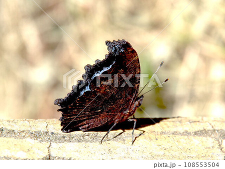 羽を広げ始めたルリタテハ 108553504