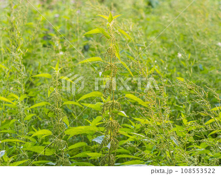 The nettle, Urtica dioica, with green leaves grows in natural thickets. Medicinal wild plant nettle. Nettle grass with fluffy green leaves. 108553522