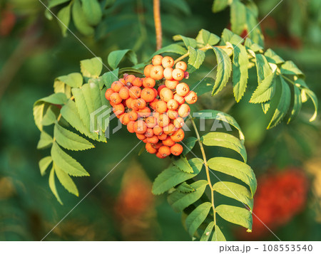 A bunch of red rowan in autumn leaves. A bunch of red rowan in autumn leaves. 108553540