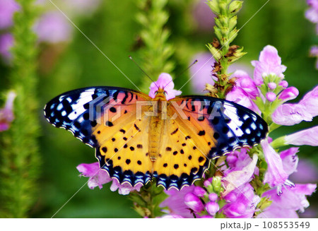 ピンクのハナトラノオの花に来ているツマグロヒョウモン 108553549