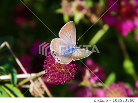 紫のセンニチコウの花に来ているウナラミシジミ 108553560