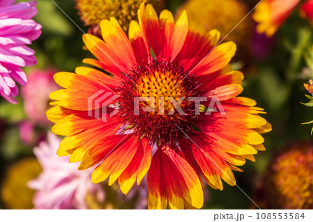 Gaillardia aristata red yellow flower in bloom, common blanketflower flowering plant, group of petal bright colorful flowers 108553584
