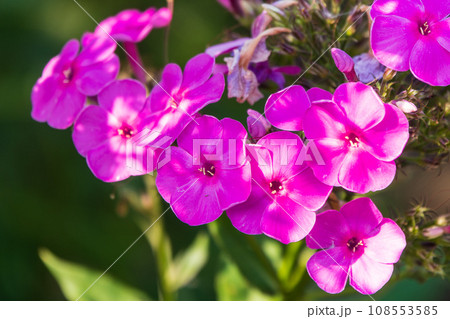Pink phlox flowers. Phlox paniculata. Flowering herbaceous plants. Blooming phlox paniculata in the garden Pink phlox flowers. Phlox paniculata. Flowering herbaceous plants. Blooming phlox paniculata in the garden 108553585