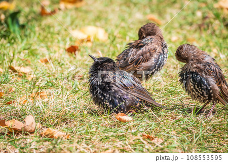 The common starling or European starling, Sturnus vulgaris, on a sprng lawn. 108553595
