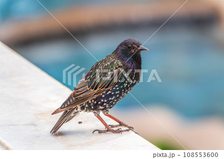 The common starling or Sturnus vulgaris or the European starling. Sitting on the fence in the garden in springtime. 108553600