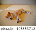 和室でくつろぐ柴犬の子犬 108553712